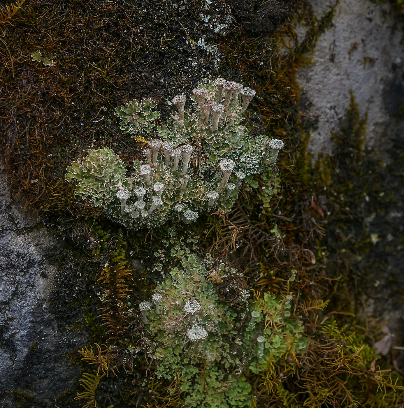 Изображение особи род Cladonia.