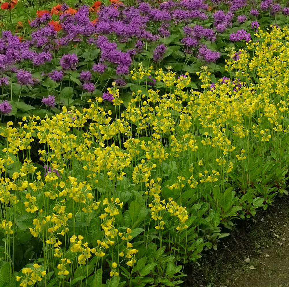 Image of Primula sikkimensis specimen.