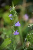 род Campanula. Верхушка цветущего и плодоносящего (с незрелыми плодами) растения. Кировская обл., г. Киров, Ботанический сад Вятского государственного университета, в культуре. 07.07.2018.