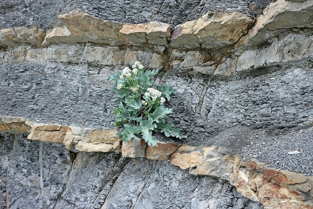 Image of Crambe maritima specimen.