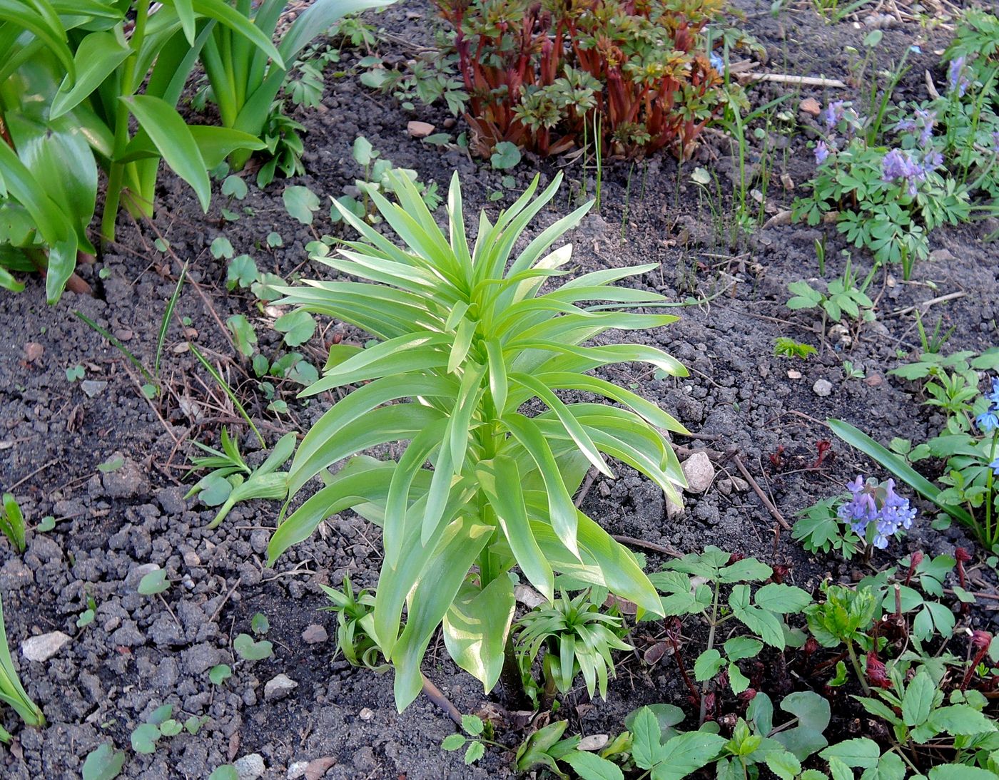 Image of Fritillaria imperialis specimen.