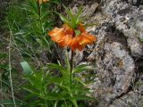 Fritillaria eduardii