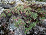 Vaccinium uliginosum подвид microphyllum. Цветущее растение. Кольский п-ов, скалистый берег р. Белоусиха (нижний левый приток р. Воронья). 03.07.2010.