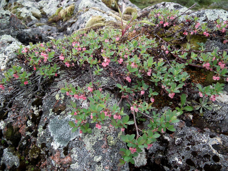 Image of Vaccinium uliginosum ssp. microphyllum specimen.