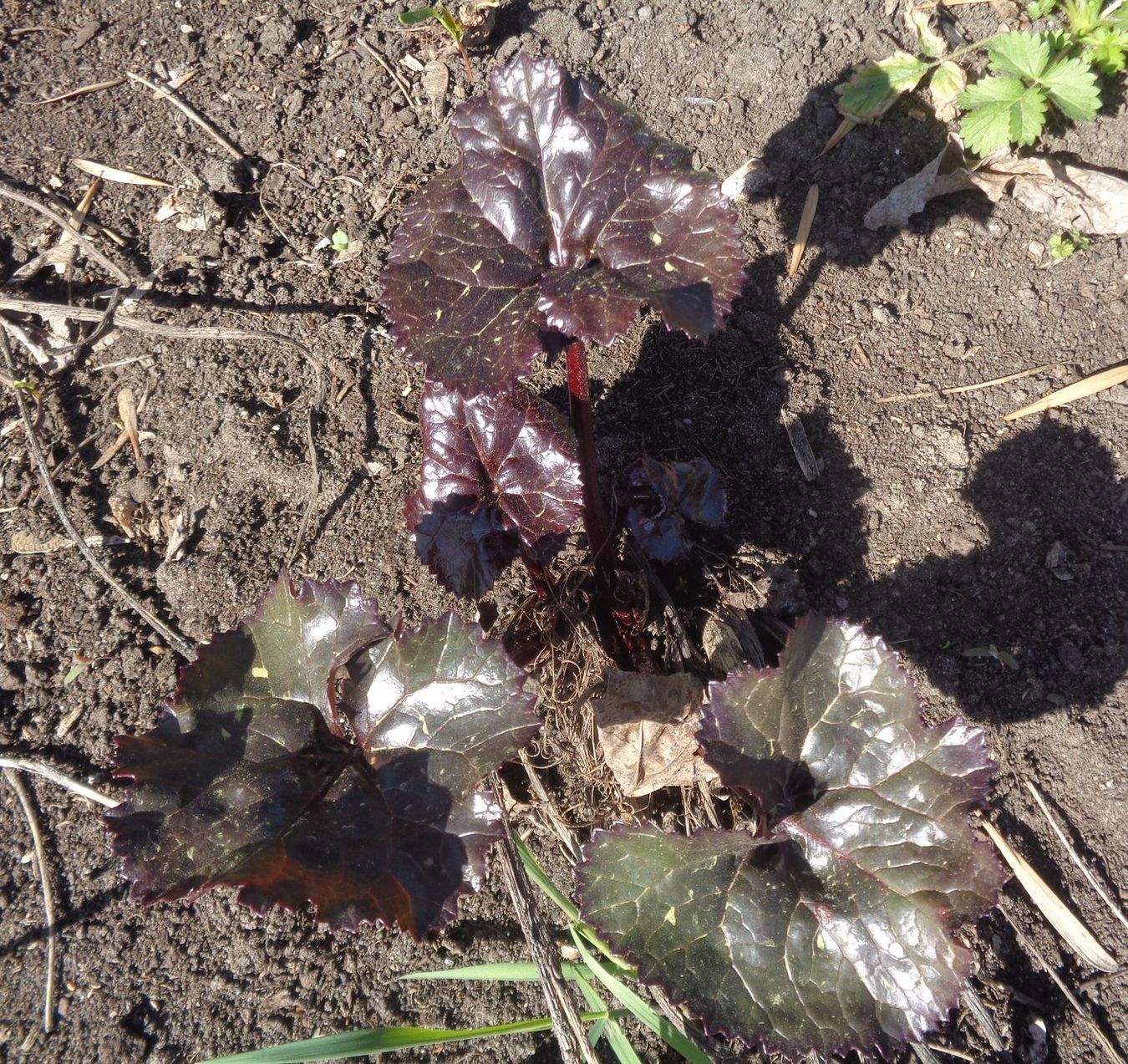 Image of Ligularia dentata specimen.