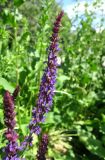 Salvia tesquicola. Соцветие. Москва, Якиманка, парк Музеон, в культуре. 02.06.2019.