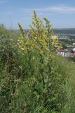 Verbascum lychnitis