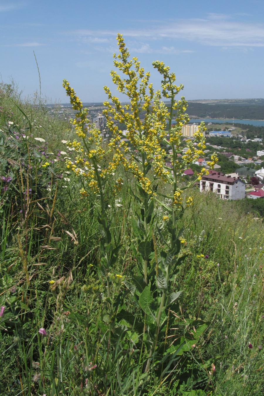 Изображение особи Verbascum lychnitis.