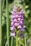 Dactylorhiza baltica. Соцветие. Ленинградская обл., Гатчинский р-н, окр. дер. Авколево, карьер \"Елизаветино\", зарастающий деревьями вейниковый луг на месте выработки известняка. 16.06.2019.