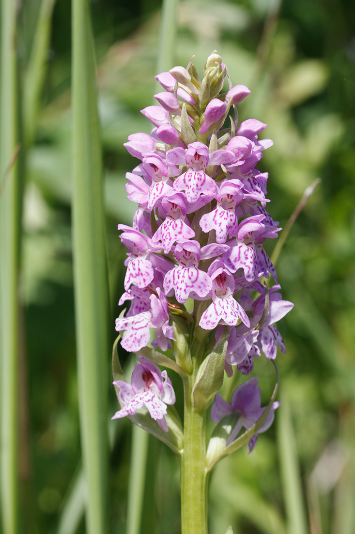 Image of Dactylorhiza baltica specimen.