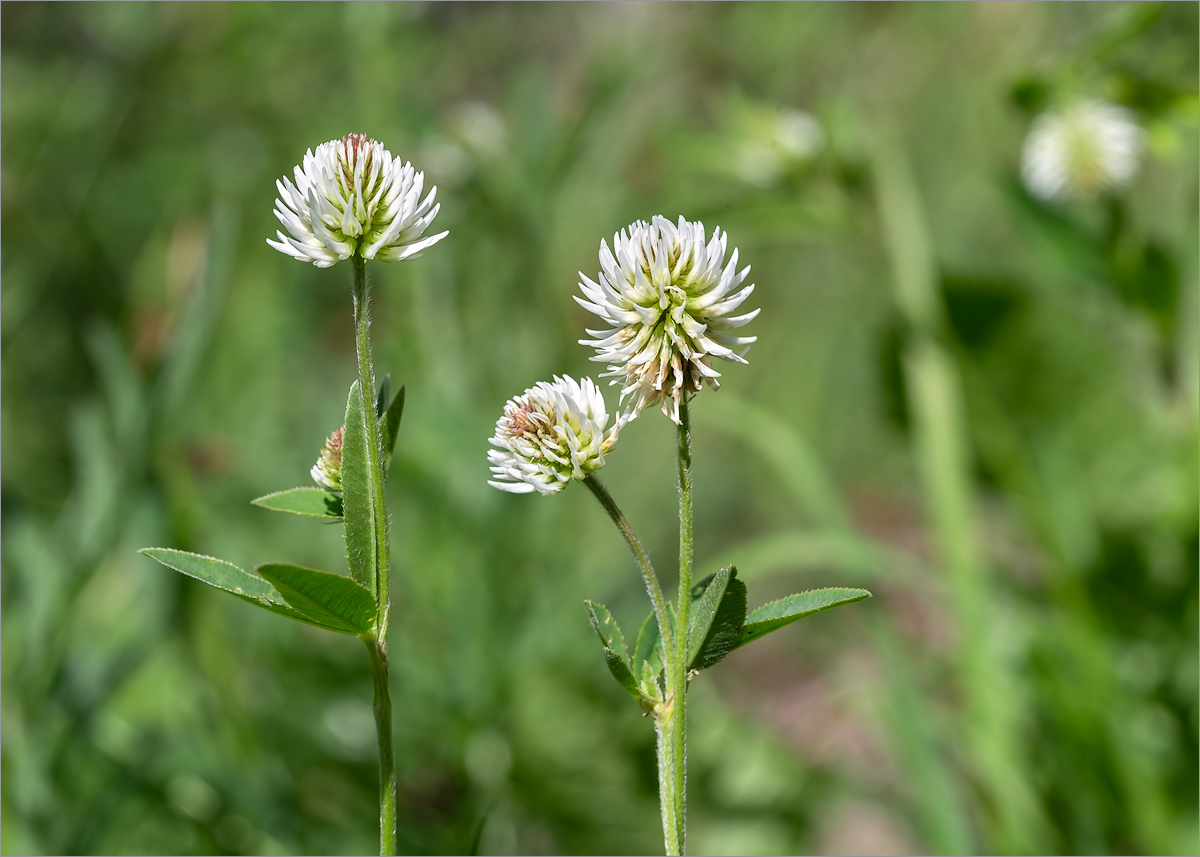 Изображение особи Trifolium montanum.