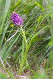 Dactylorhiza incarnata. Цветущее растение. Ленинградская обл., Волосовский р-н, окр. дер. Донцо, берег озера, разнотравно-злаковая луговина. 16.06.2019.