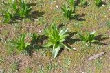 Colchicum speciosum. Вегетирующие растения. Турция, ил Артвин, окр. монастыря Парехи, небольшая скальная полка на краю скального обрыва. 25.04.2019.