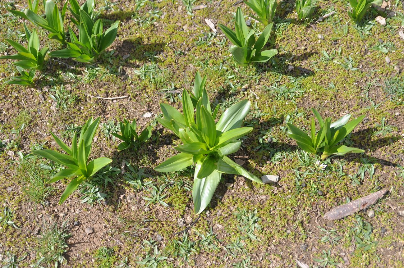 Изображение особи Colchicum speciosum.