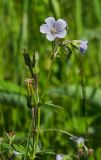 Geranium asiaticum. Верхушка цветущего и плодоносящего растения. Челябинская обл, Саткинский р-н, долина р. Первая, луг. 16 июня 2019 г.