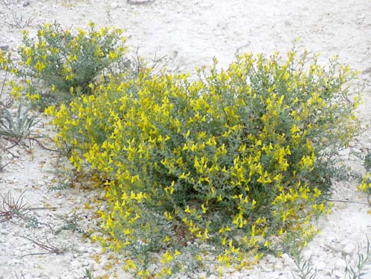 Image of Linaria cretacea specimen.