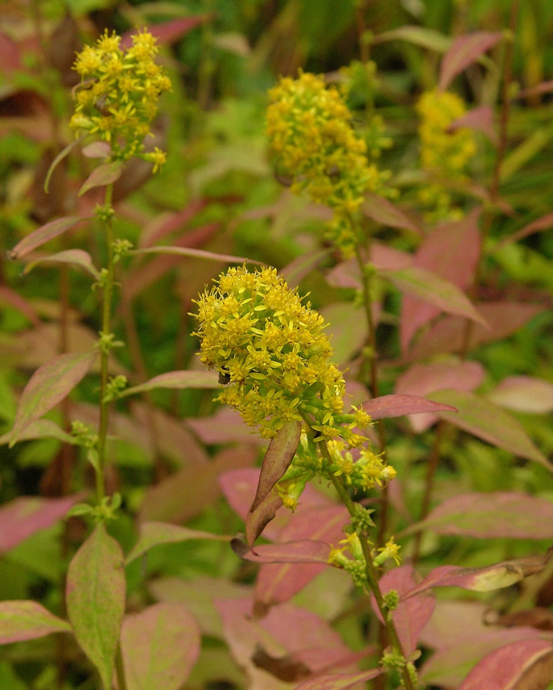 Image of Solidago flexicaulis specimen.