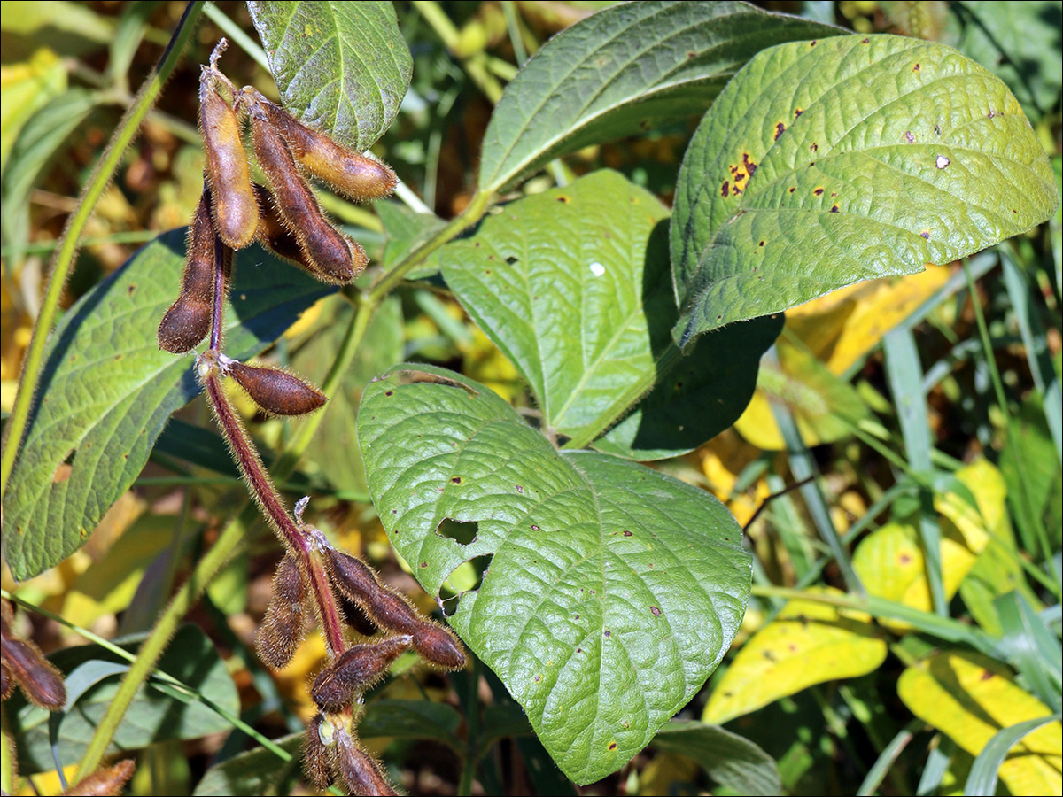 Image of Glycine max specimen.