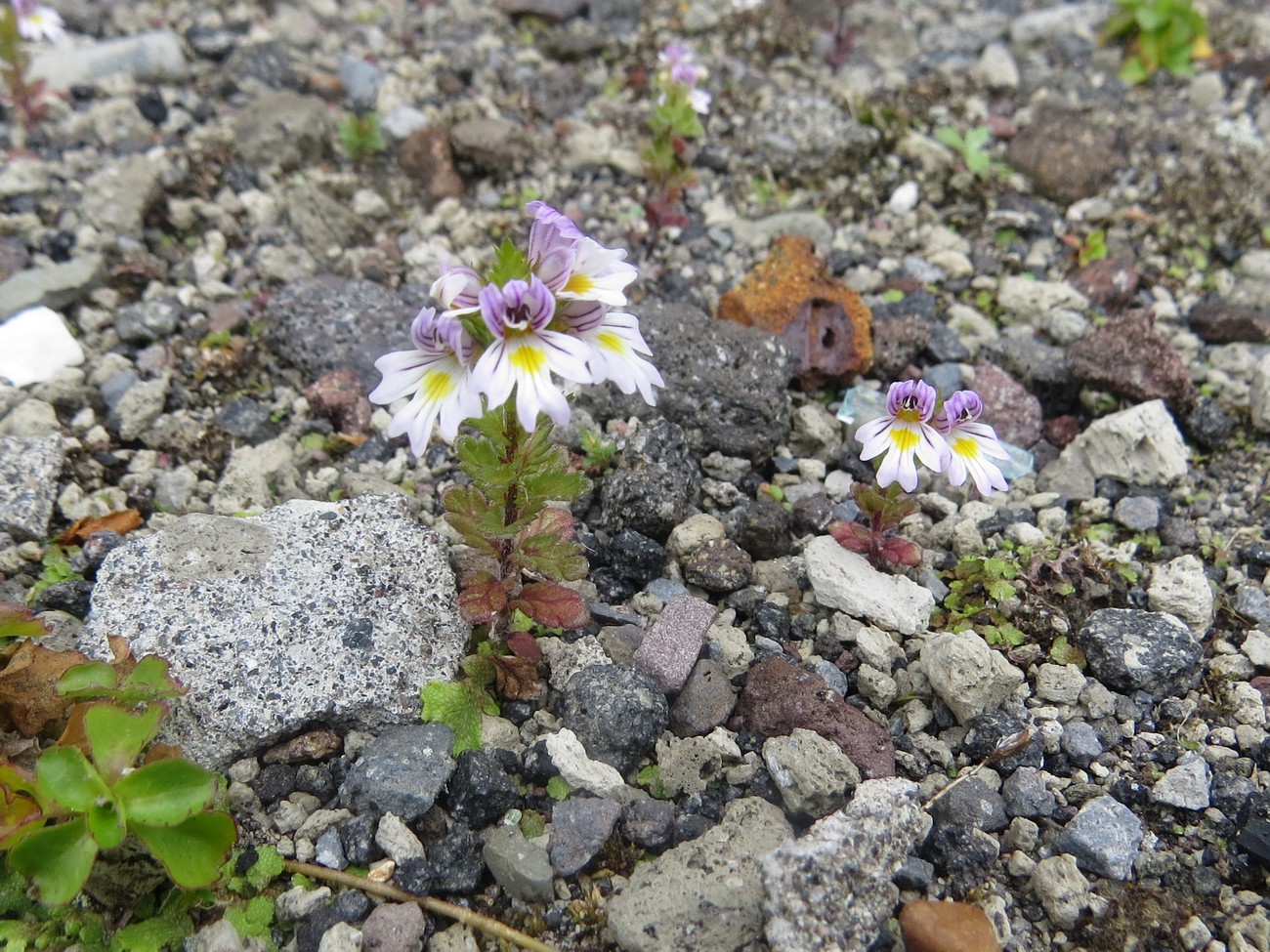 Изображение особи Euphrasia maximowiczii.