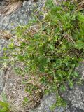 Potentilla crantzii. Растение с развивающимися соцветиями. Мурманская обл., Кольский р-н, долина р. Титовка ниже автодороги А138 Мурманск — Печенга, Мельничные водопады, в расщелине скалы у верхнего водопада рядом с развалинами. 07.06.2019.