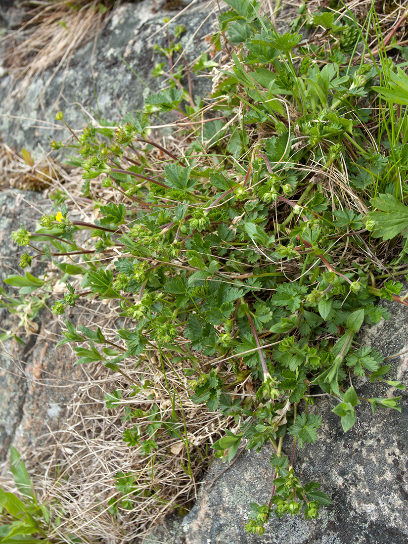 Изображение особи Potentilla crantzii.