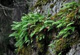 Polypodium vulgare. Взрослые растения. Ленинградская обл., Выборг, парк Монрепо, поросшая мхами гранитная скала. 02.11.2019.