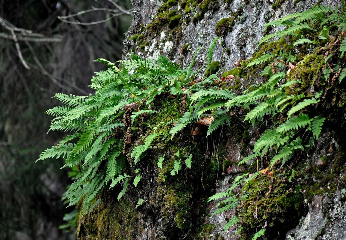 Изображение особи Polypodium vulgare.