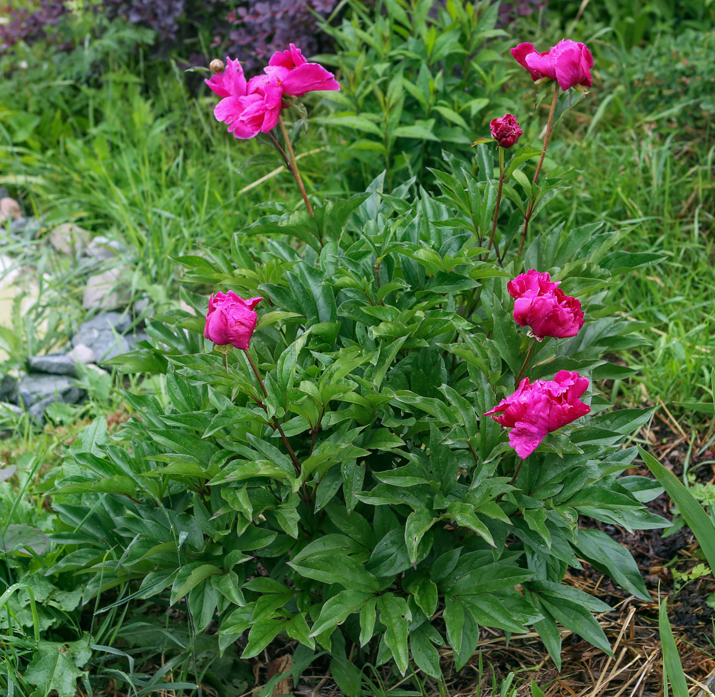 Image of Paeonia lactiflora specimen.