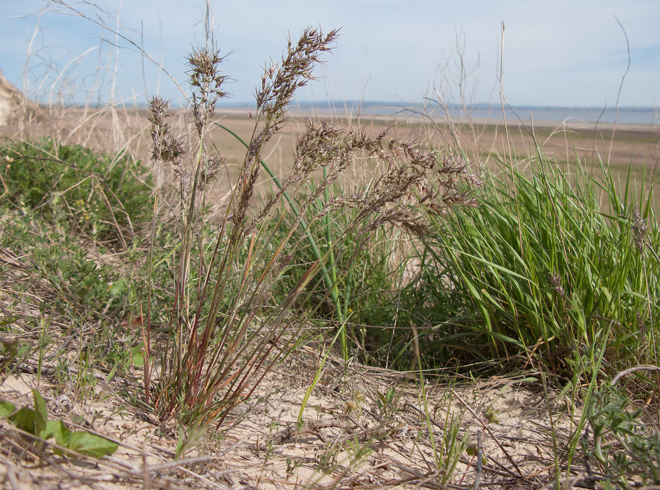 Image of Poa bulbosa ssp. vivipara specimen.