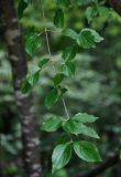 Cornus mas