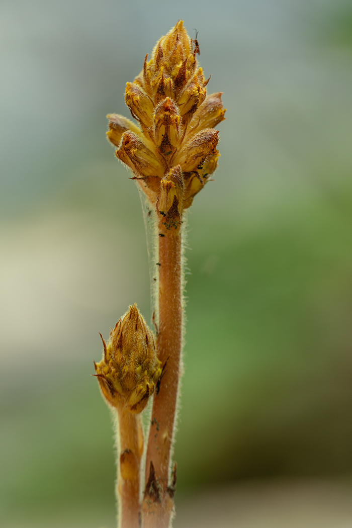 Изображение особи Orobanche laxissima.