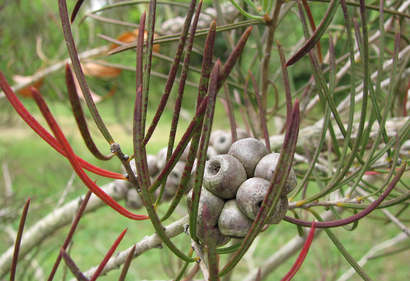 Изображение особи Callistemon pinifolius.