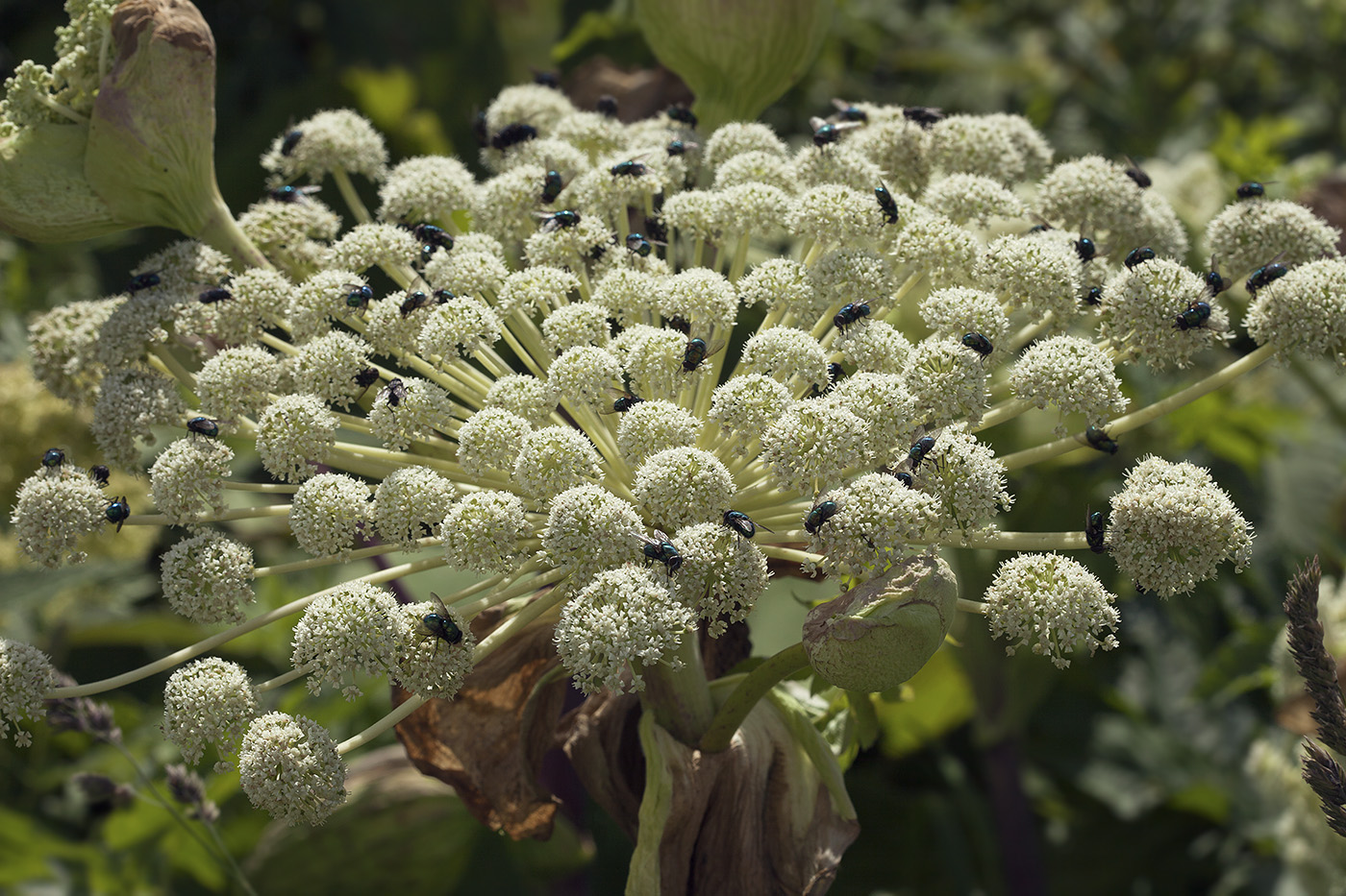 Image of Angelica ursina specimen.