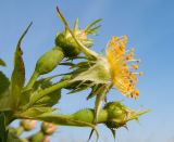 Rosa corymbifera. Соцветие с отцветающим цветком и бутонами. Краснодарский край, м/о Анапа, окр. станицы Благовещенская, Витязевский лиман, подножие песчано-глиняного холма. 24.05.2015.