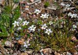 Minuartia verna