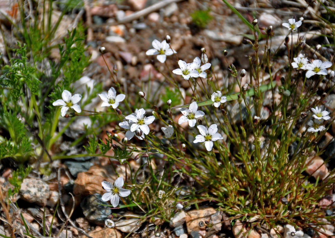 Image of Minuartia verna specimen.