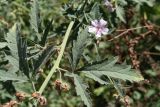 Althaea broussonetiifolia