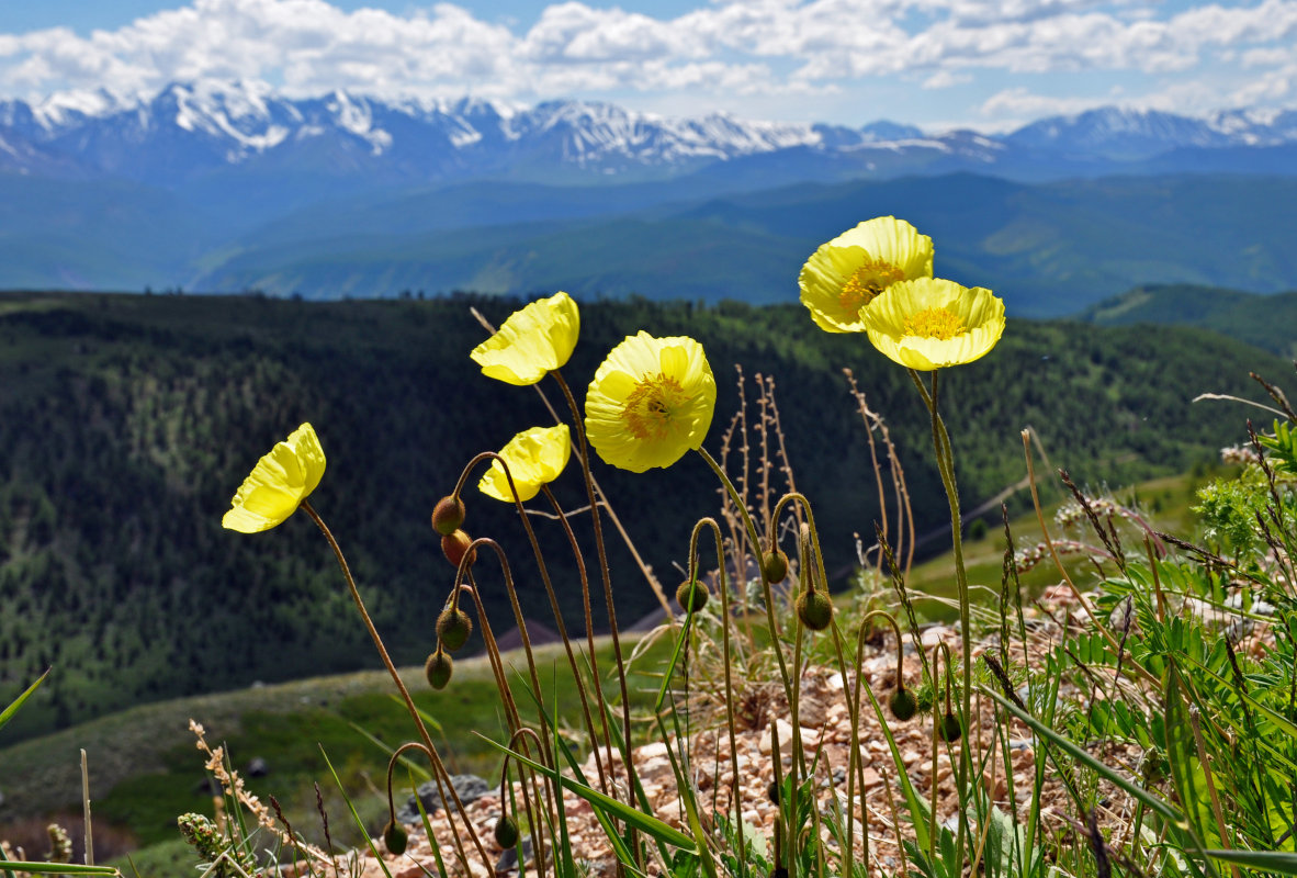 Изображение особи род Papaver.