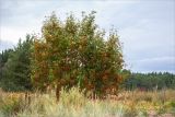 Sorbus aucuparia. Плодоносящие растения. Ленинградская обл., Выборгский р-н, побережье Финского залива, приморский луг на границе с песчаным пляжем. 11.08.2019.