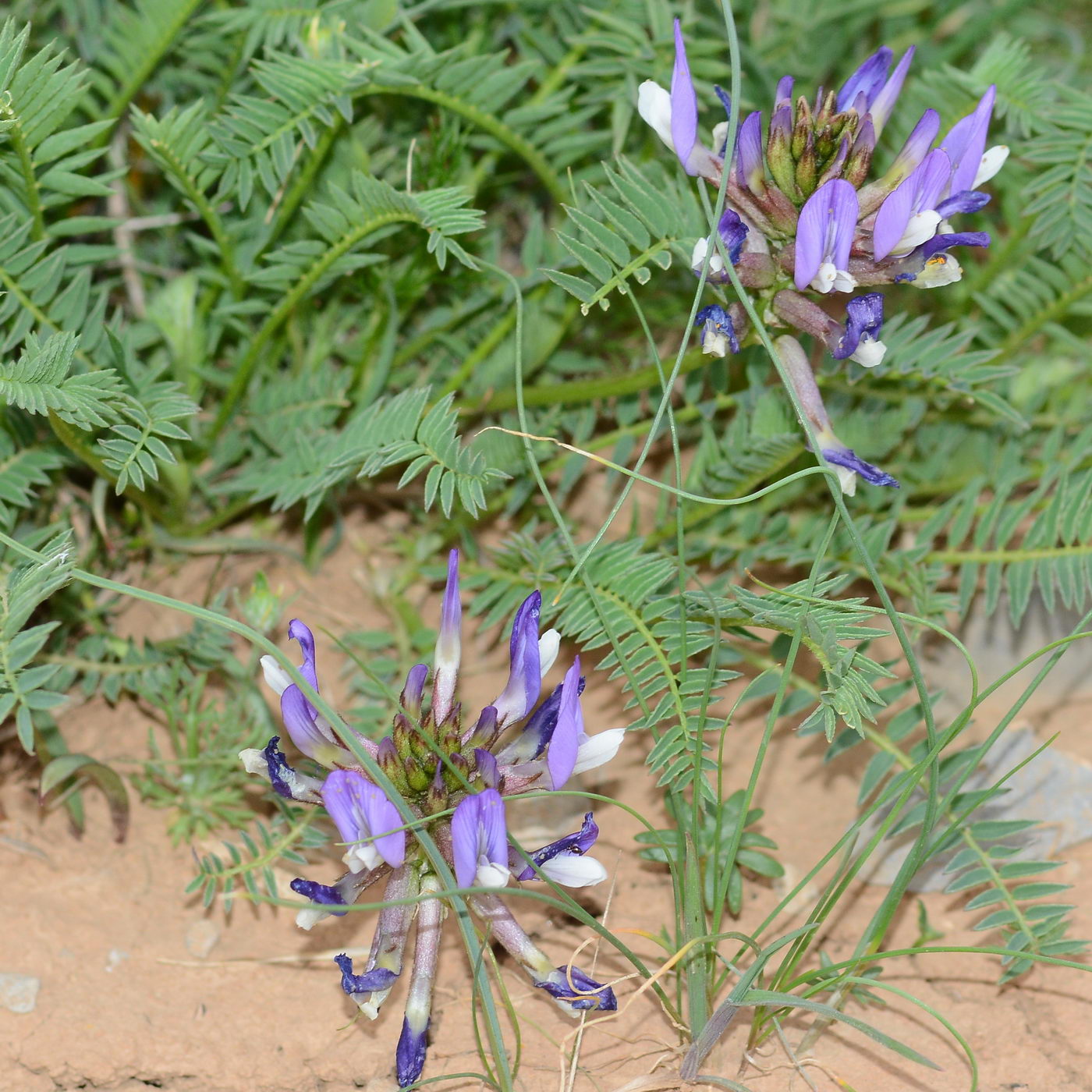 Изображение особи Astragalus masenderanus.