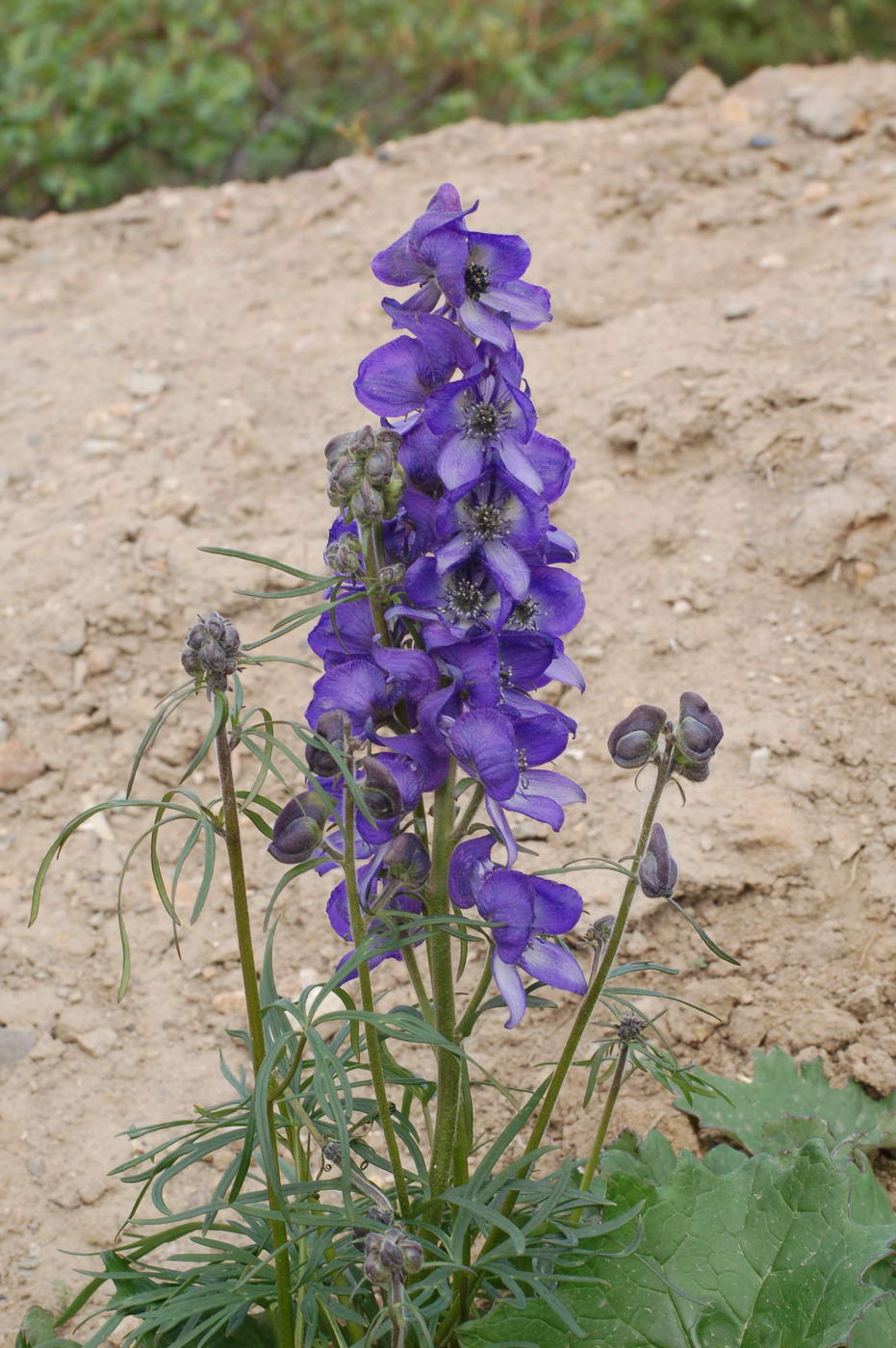 Изображение особи Aconitum delphiniifolium.