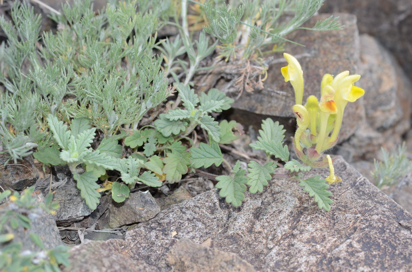 Image of genus Scutellaria specimen.