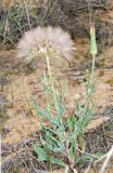 Tragopogon marginifolius