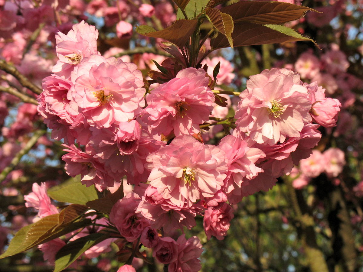 Image of Prunus serrulata specimen.