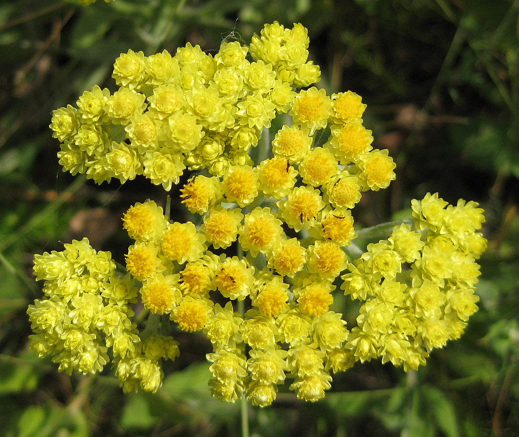 Image of Helichrysum arenarium specimen.