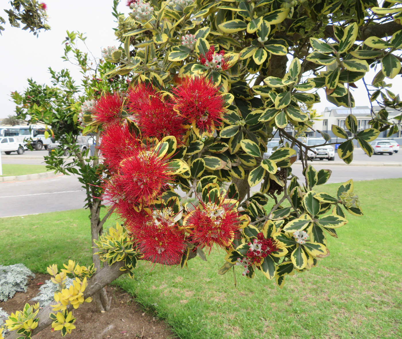 Image of Metrosideros excelsa specimen.