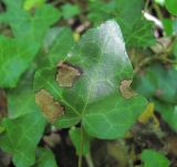 Hedera helix. Поражённый лист. Краснодарский край, Абинский р-н, окр. пос. Новый, берег р. Хабль. 27.05.2020.