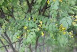 Caragana arborescens