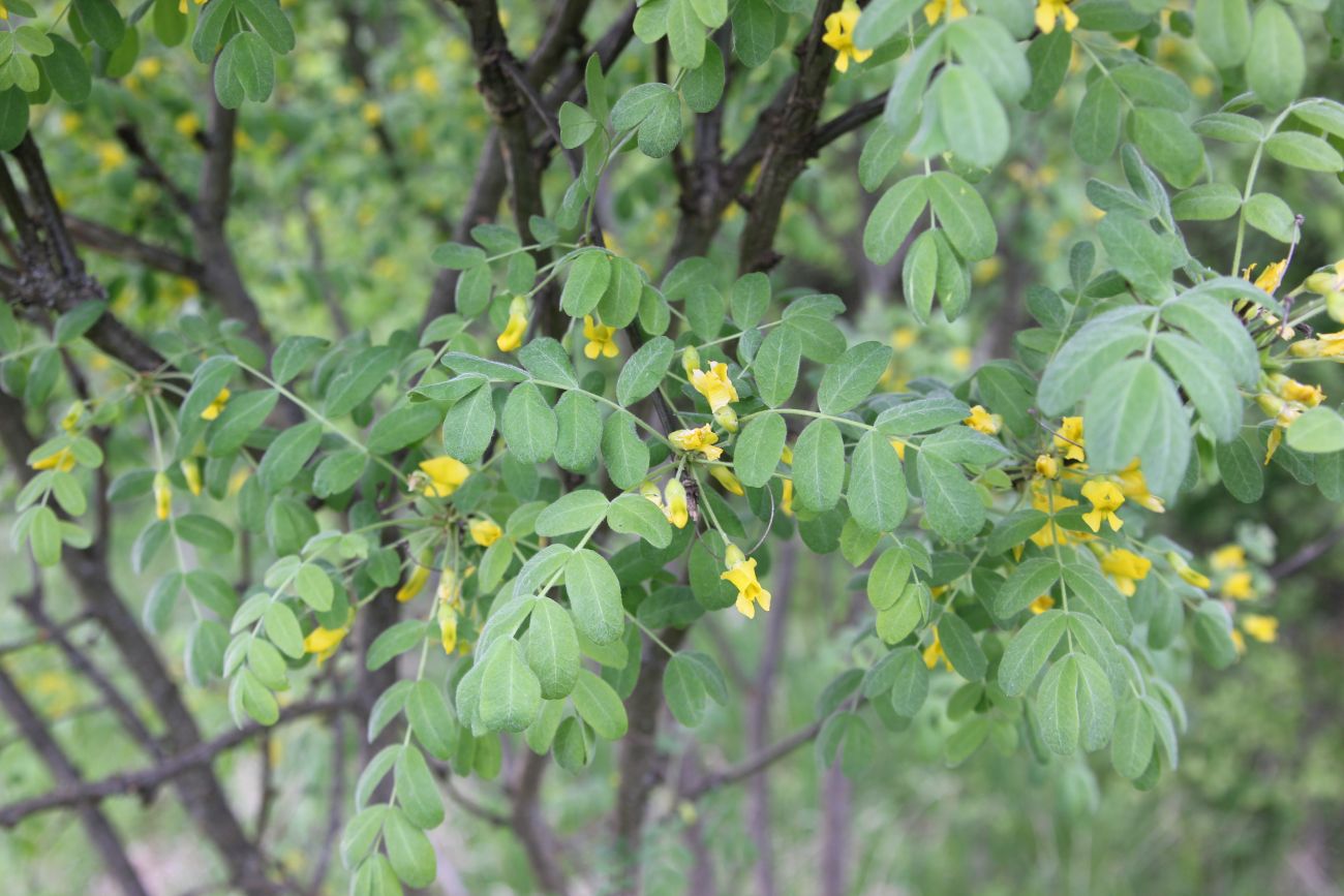 Image of Caragana arborescens specimen.