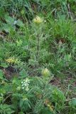 Cirsium obvallatum